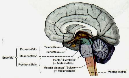 Sistema Nervioso Central: Partes y Funciones (con Imágenes)