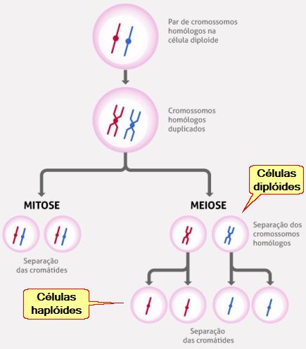 Meiose: o que é e quais são as suas fases - Brasil Escola